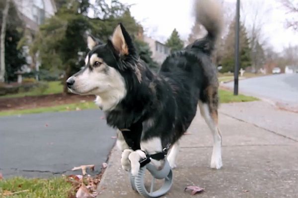 derby-husky