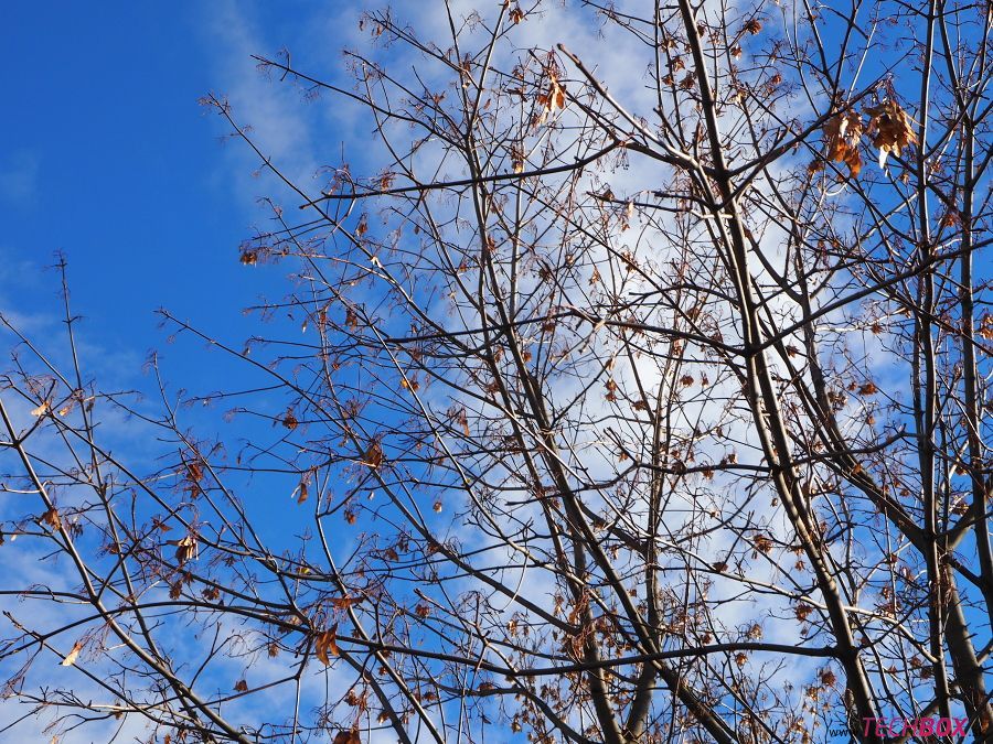 Olympus OM-D E-M1 