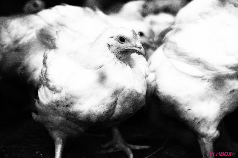 Olympus PEN E-P5 