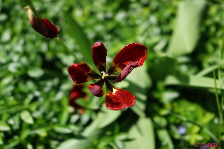 Sony Cyber-shot DSC-RX1 
