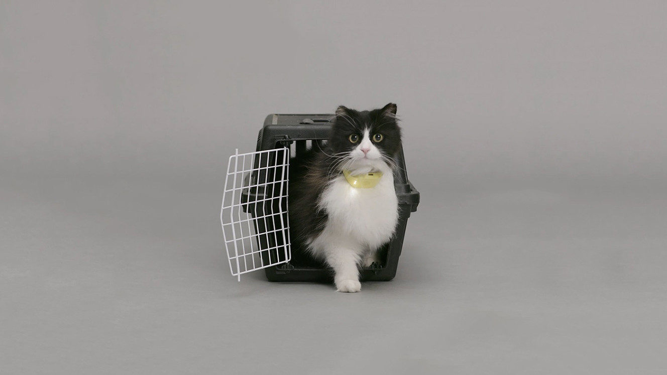 Catterbox