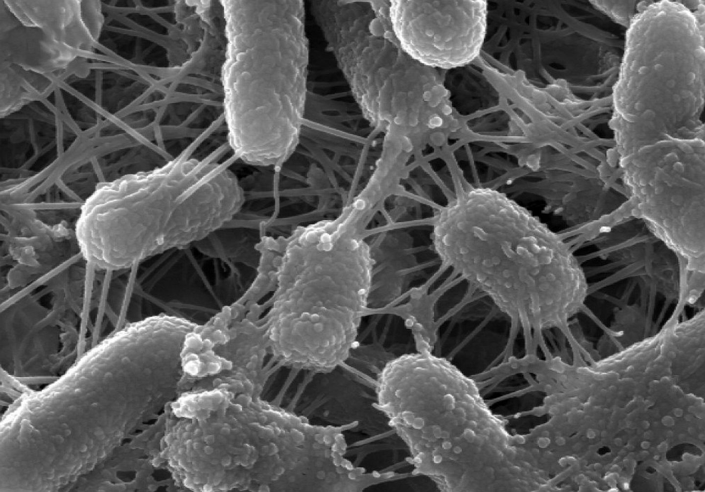 Земля без бактерий. Псевдомонада путида. Бактерия Pseudomonas putida. Pseudomonas putida под микроскопом. Pseudomonas aeruginosa микроскоп.