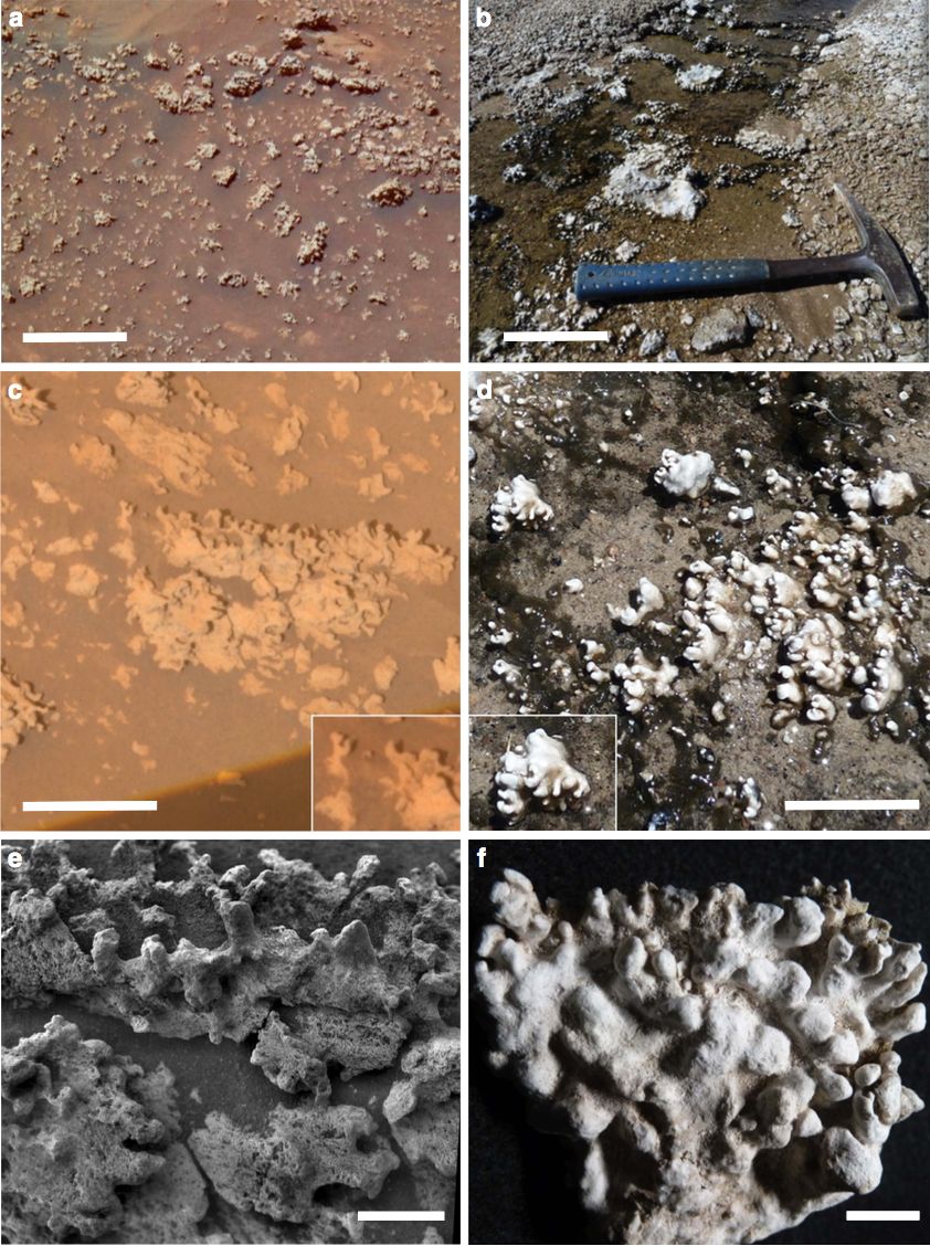 Porovnanie opálových kremičitých štruktúr nájdených na Marse (ľavé zábery) a v El Tatio (pravý panel) v rôznych mierkach. a-b mierka predstavuje 10 cm, c-d = 5 cm a e-f = 1 cm. Tieto minerálne štruktúry môžu byť výsledkom sopečnej činnosti, ale môžu vznikať aj v plytkých horúcich prameňoch, tak ako je tomu v oblasti El Tatio. Pôsobením mikróbov vznikajú usadeniny, ktoré sú opäť konzervované oxidom kremičitým. 